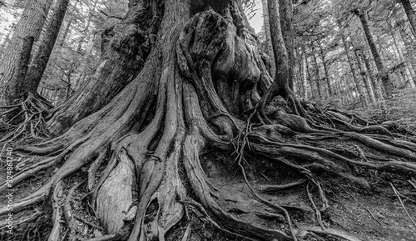 Fototapeta Roots and tronk of a huge Red Cedar tree in Vancouver Island I, North-America, Canada, British Colombia, August 2015