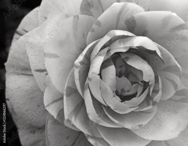 Fototapeta macro monocromatica di bel fiore primaverile