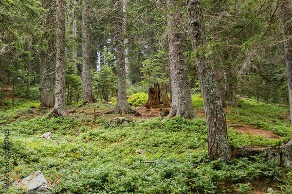 Fototapeta Mountain Forest