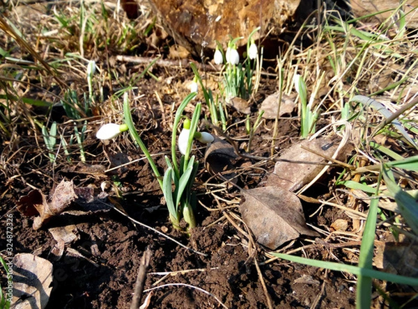Fototapeta white snowdrops grow in the garden in early spring