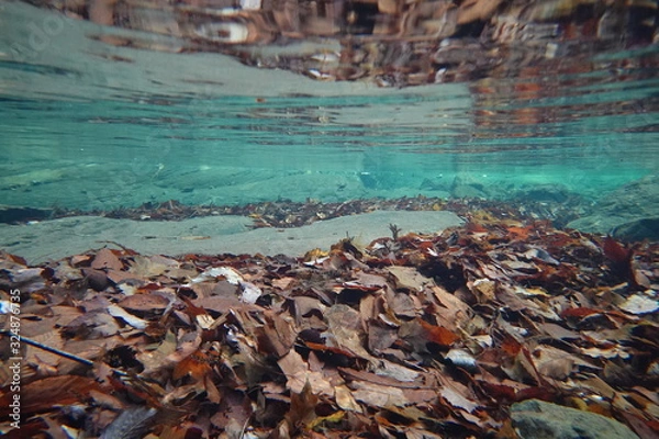 Fototapeta 水中の落ち葉