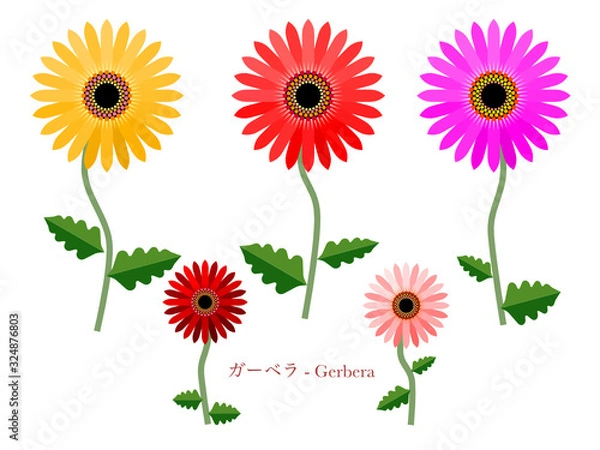 Obraz ガーベラのシンプルイラスト