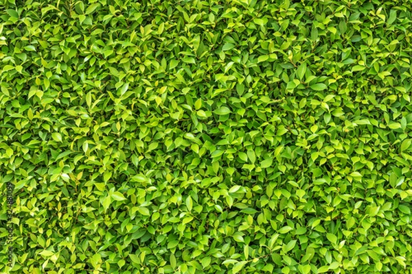 Fototapeta Green leaf square frame. Green leaves background or the natural walls texture.