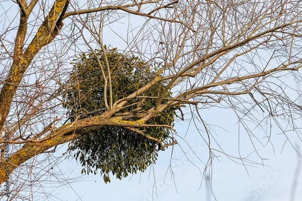 Fototapeta Mistletoe - Viscum in a tree