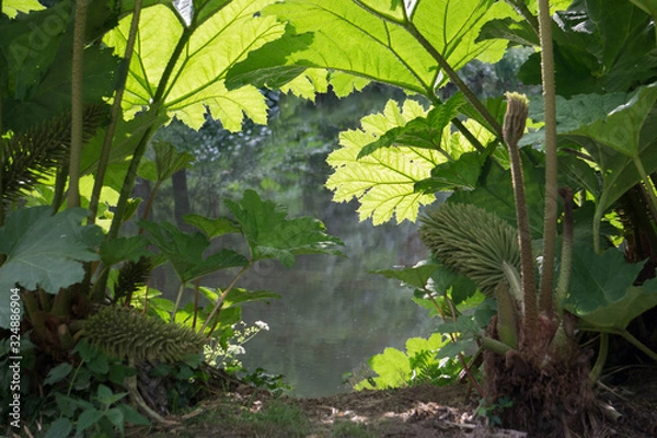 Obraz Magique magic sunlit forest foret