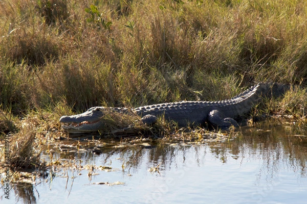 Fototapeta alligator in the everglades