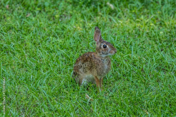Fototapeta Eastern cottontail rabbit