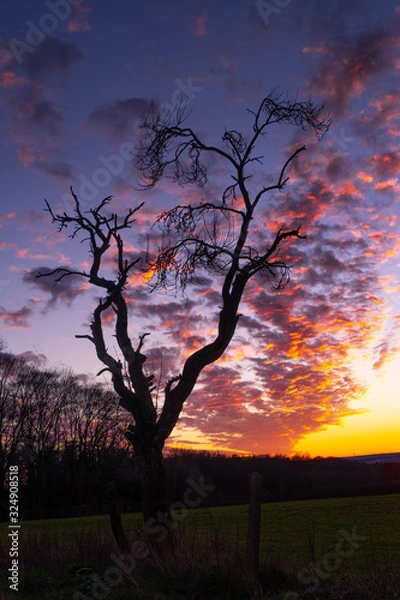 Obraz Leafless tree in colorful sunset