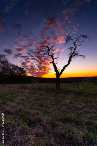 Obraz Leafless tree in colorful sunset