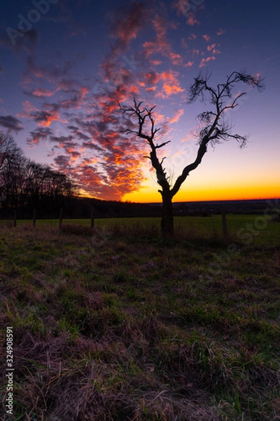 Obraz Leafless tree in colorful sunset