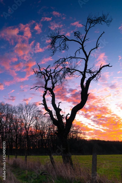 Obraz Leafless tree in colorful sunset