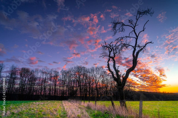 Obraz Leafless tree in colorful sunset