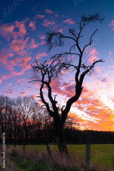 Obraz Leafless tree in colorful sunset