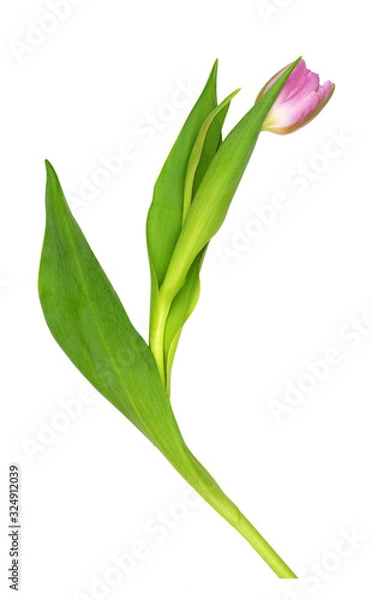 Obraz Pink tulip flower