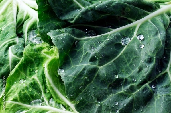 Fototapeta fresh cabbage