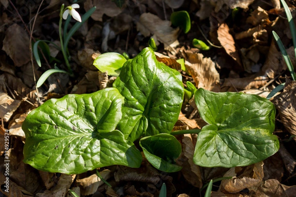 Fototapeta Cuckoopint or Arum maculatum arrow shaped leaf, woodland poisonous plant in family Araceae. arrow shaped leaves. Other names are nakeshead, adder's root, arum, wild arum, arum lily, lords-and-ladies, 