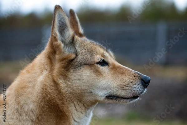 Fototapeta Portrait of a hunting dog