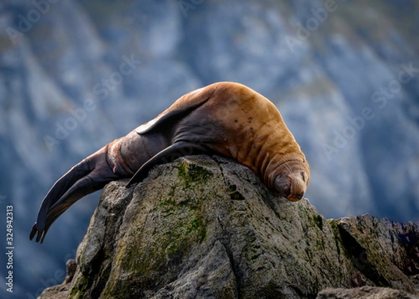 Obraz Catching an uncomfortable nap