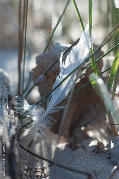 Obraz Feather on the Beach
