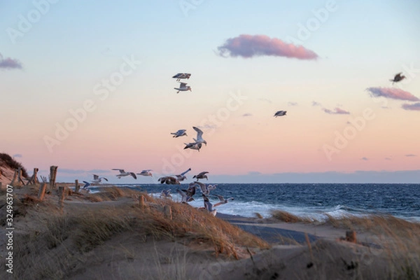 Fototapeta Seagulls flying at sunset - Cape Cod