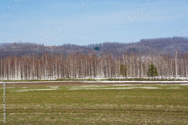 Fototapeta 残雪の畑とシラカバ林