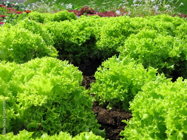 Obraz Salat Plantage