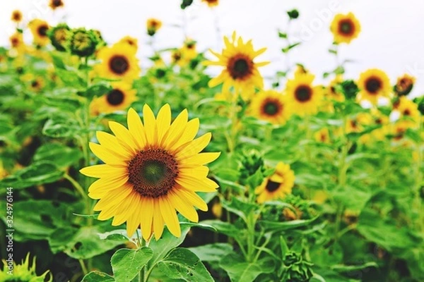 Fototapeta 해바라기입니다