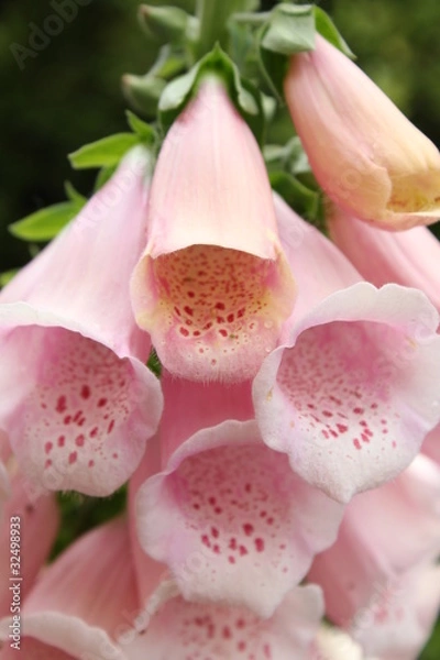 Obraz ピンクのジキタリスの花