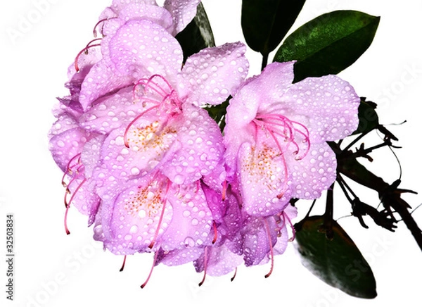 Obraz Pink rhododendron