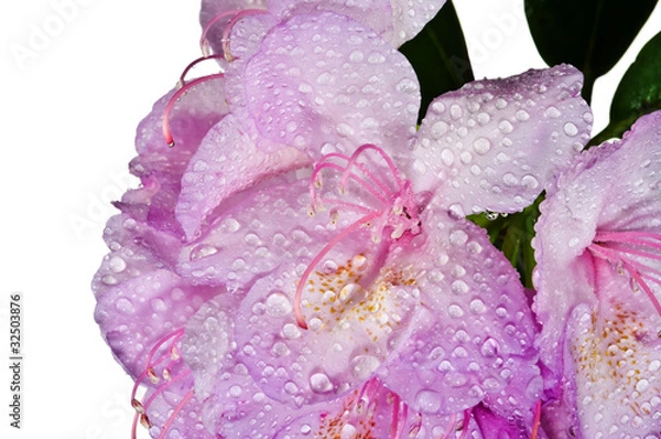 Obraz Pink rhododendron