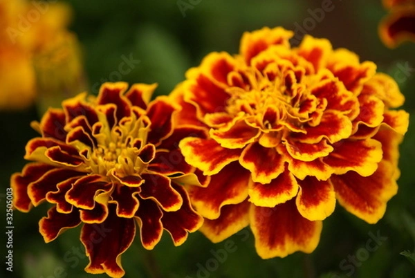 Obraz Marigolds