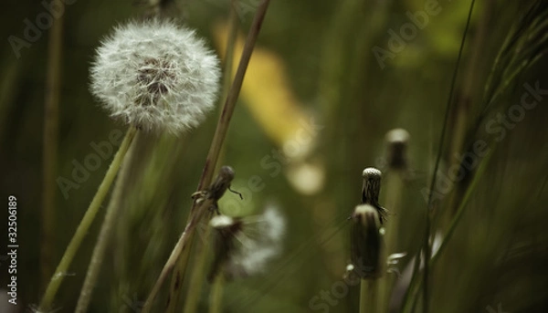 Obraz Dente de Leão