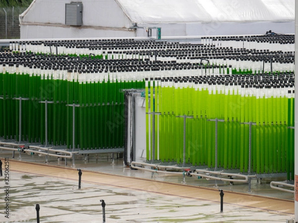 Obraz algae growing farm