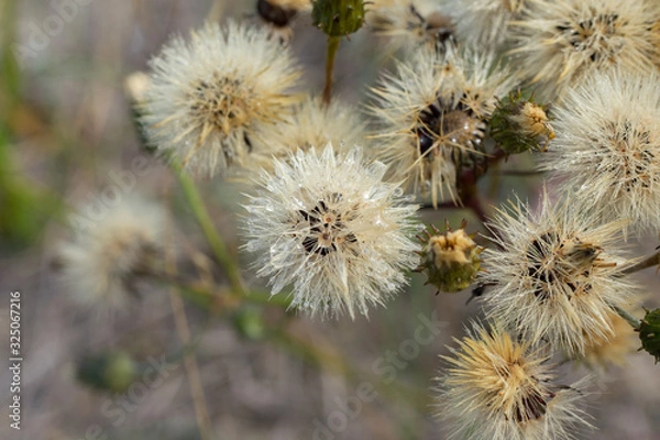Fototapeta Fluffs of faded catsear (Hypochaeris radicata) flowers