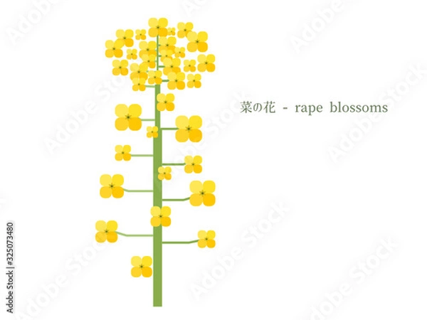 Obraz 菜の花のシンプルイラスト