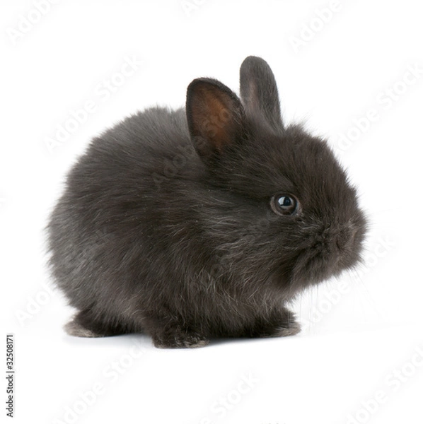 Fototapeta racy  rabbit