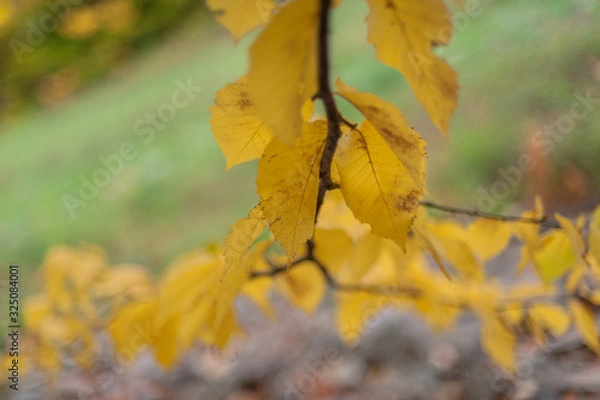 Obraz Mont-Sainte-Anne