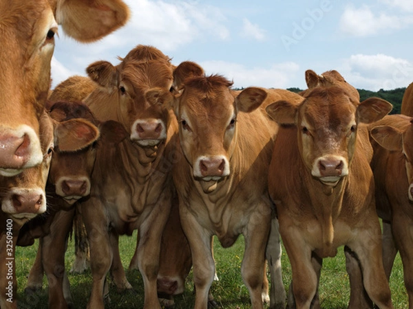 Obraz vaches