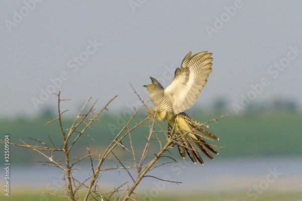 Obraz Common Cuckoo on the bush  /  Cuculus canorus