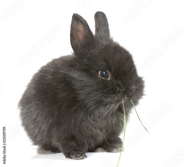 Fototapeta racy  rabbit