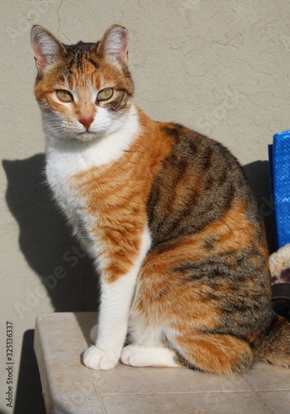 Obraz Katze im Sonnenlicht