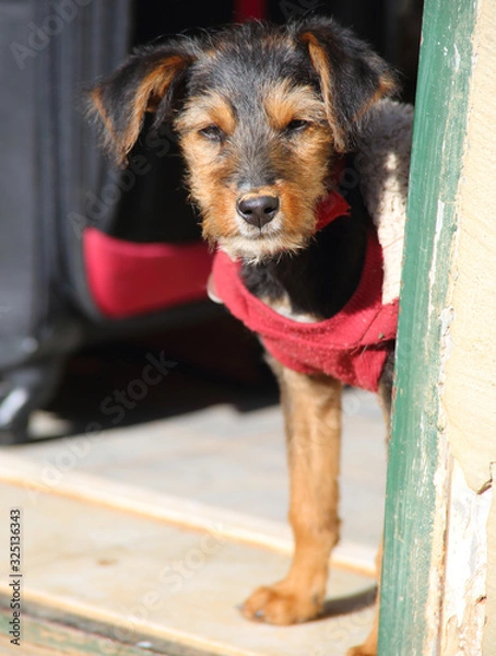 Obraz niedlicher Welpe