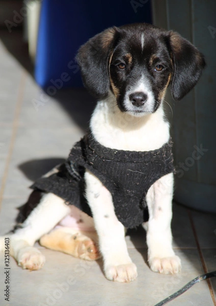 Obraz niedlicher Welpe