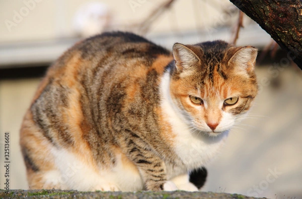 Obraz Katze im Sonnenlicht