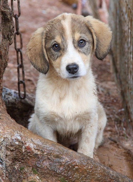 Obraz niedlicher Welpe