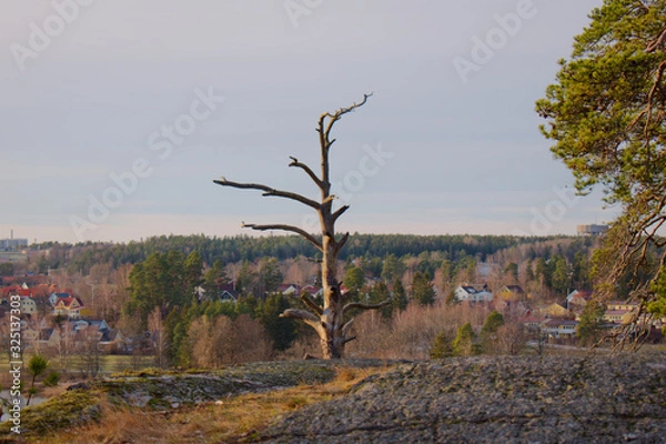 Obraz Dead tree on a mountain