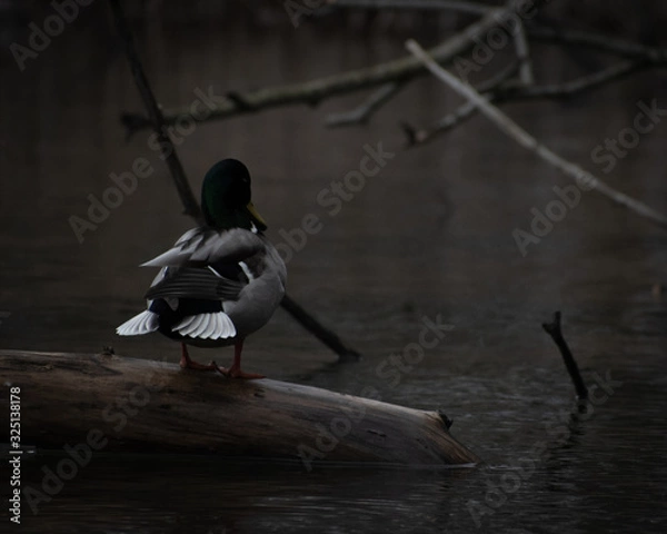 Obraz Mysterious mallard on a log