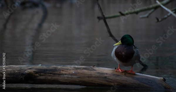 Obraz Mallard on the log