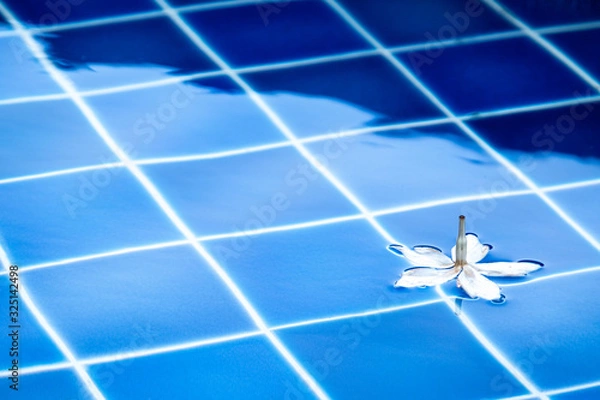 Obraz floating white plumeria flower in the water of swimming pool. against blue tile.