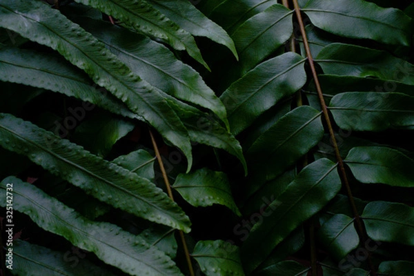 Obraz close up detail of green tree leaf in the jungle